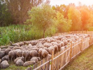 Chov ovcí jako podnikání