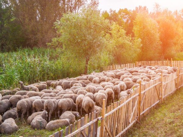 Sheep breeding as a business