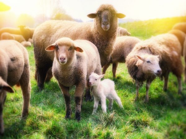 Výběr plemene ovcí