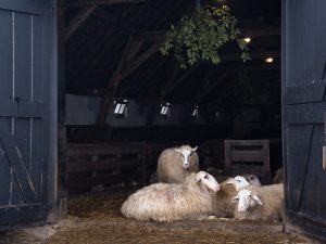 Bau eines Schafstalles