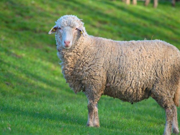 Masné jemné ovčí rouno