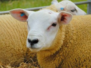 Kenmerken van Texelse schapen