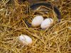 Procesul de ovoscopare a ouălor de curcan pe zi