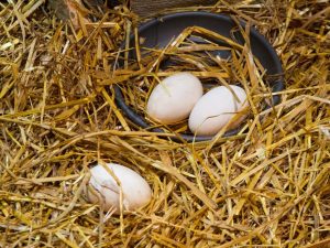 Proces ovoscopingu krůtových vajec ve dne