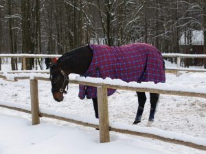 Sorten von Decken für Pferde