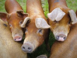 Duroc pig breed