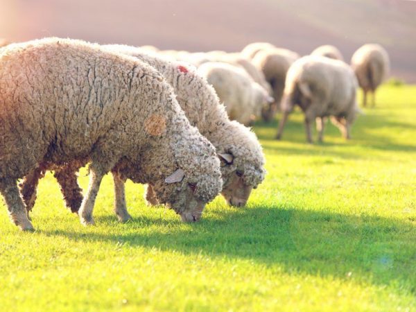 Organization of sheep feeding