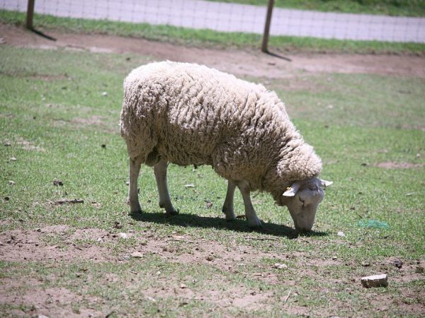 Mouton de type laine