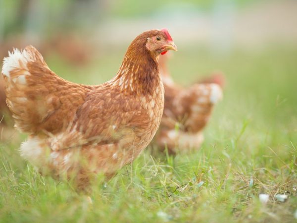 أنواع وسلالات الدجاج البياض