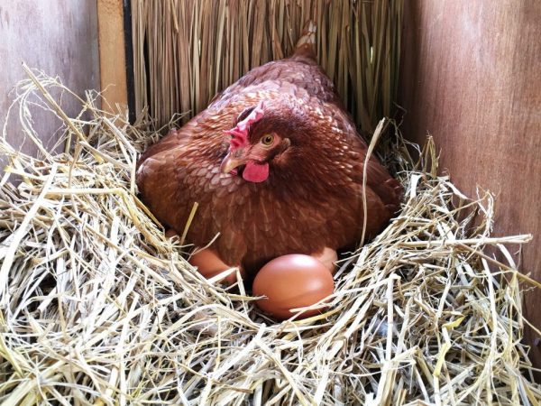 Las gallinas ponedoras se crían para producir huevos grandes.