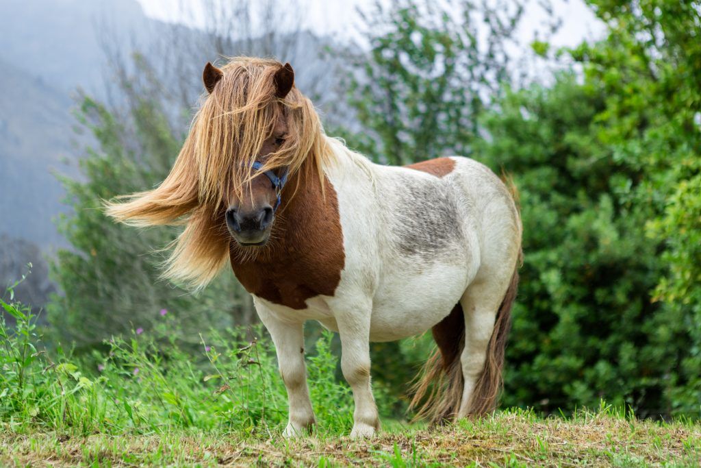 Varianter av inhemska ponnyer