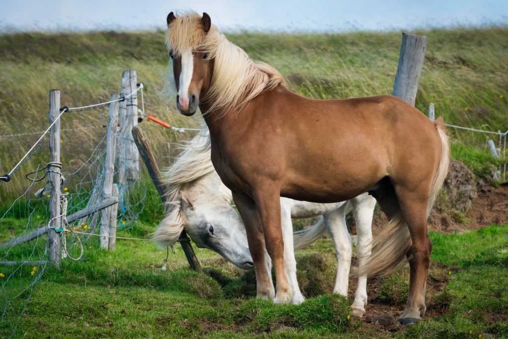 Isländsk ponny