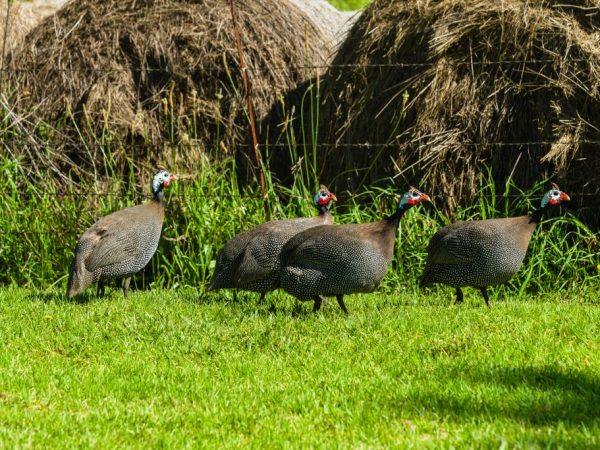 Benefits of breeding guinea fowl
