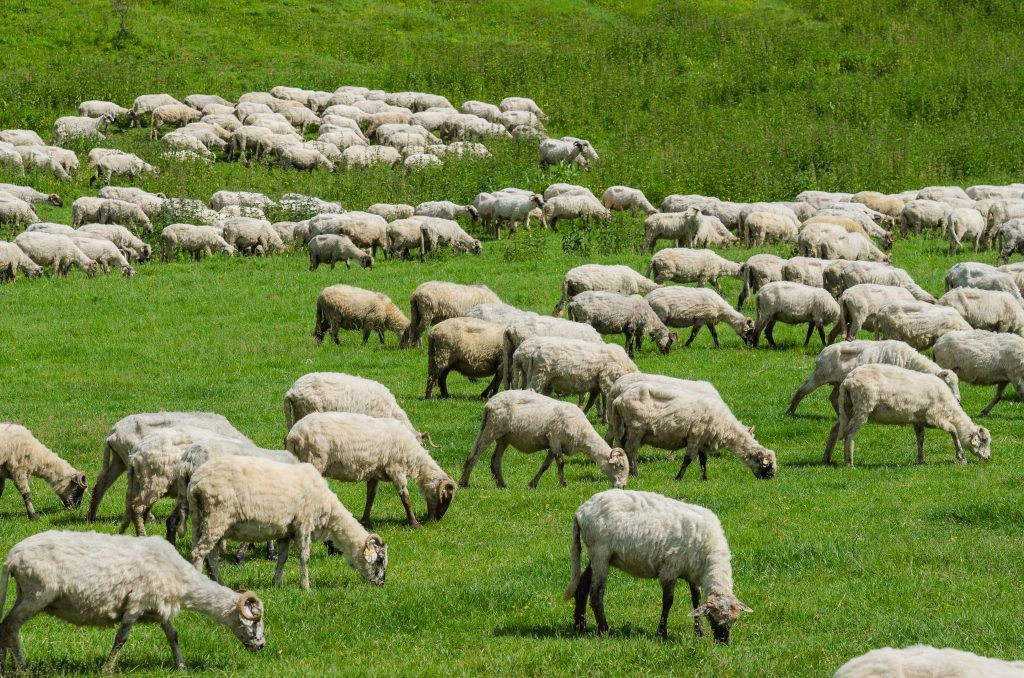 Sheep breeding at home