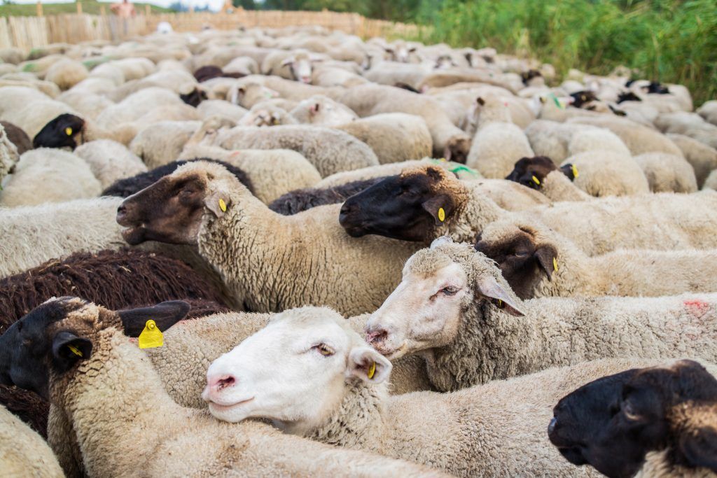Choosing a breed of sheep