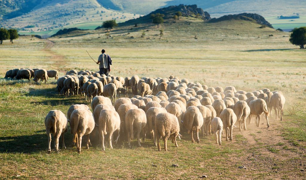 Organization of sheep walking