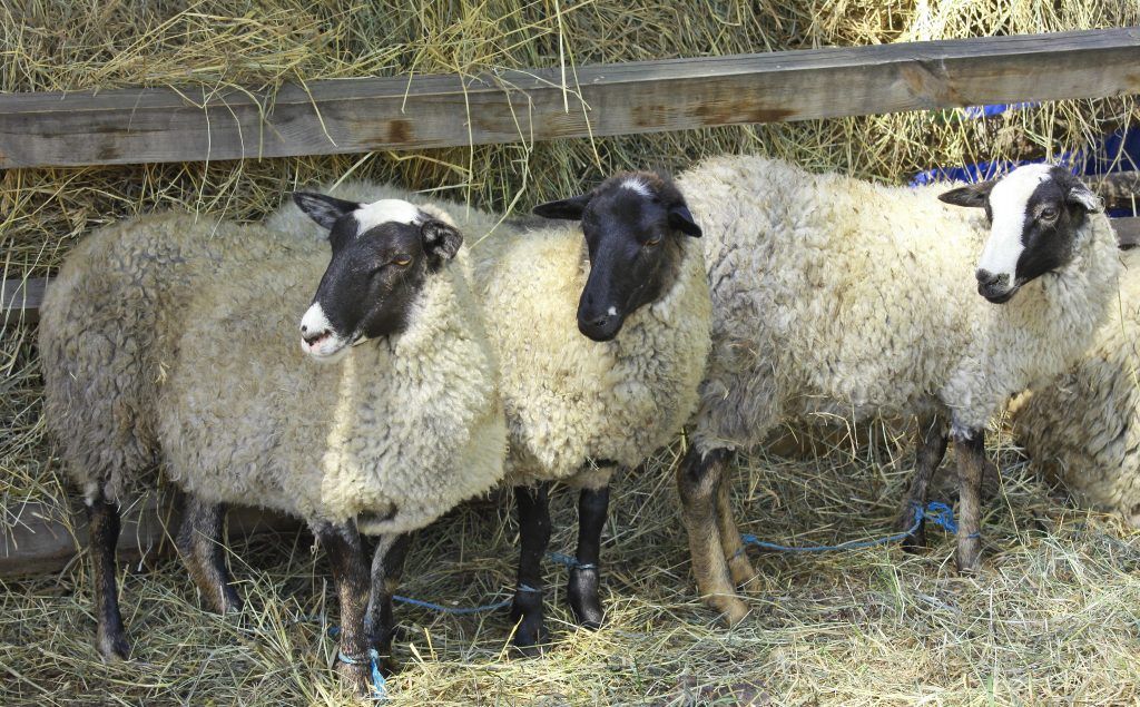 Romanov-schapenras