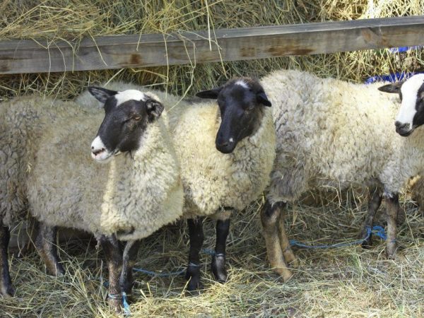 Romanov breed of sheep