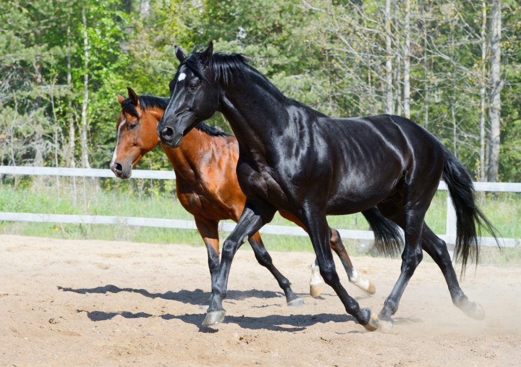 Characteristics of the Russian horse breed