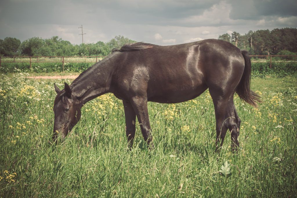 L'apparition d'un cheval d'équitation russe