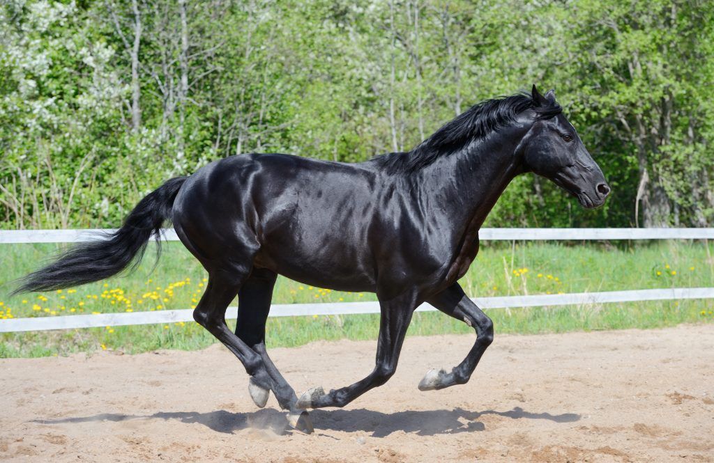 Kenmerken van het karakter van het paard