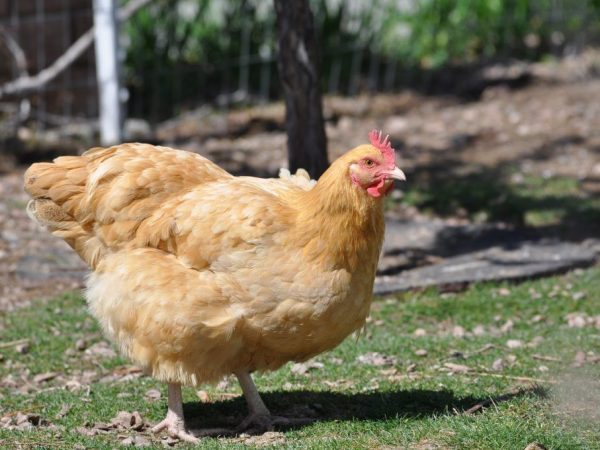 Orpington kyckling