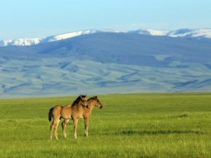 Eigenschaften von Rocky Mountain Horses