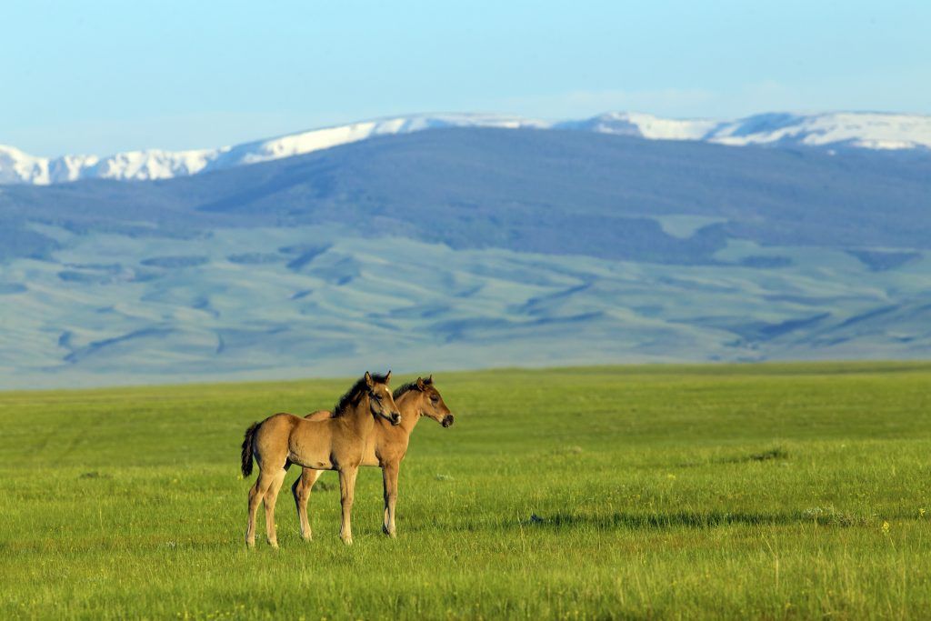 Χαρακτηριστικά των Rocky Mountain Horses