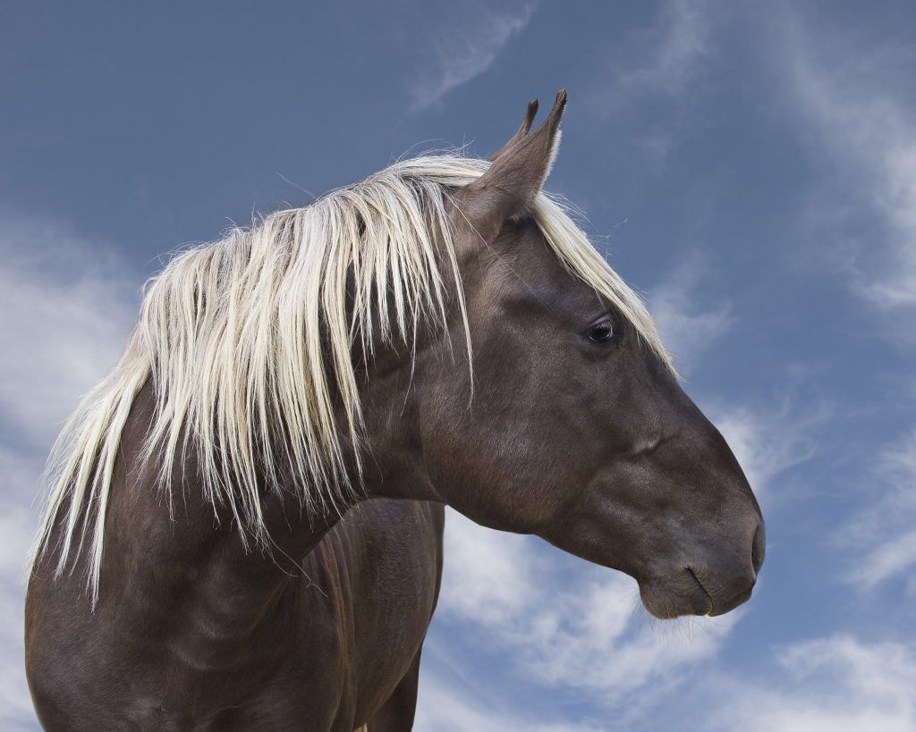 Izgled stjenovitog planinskog konja