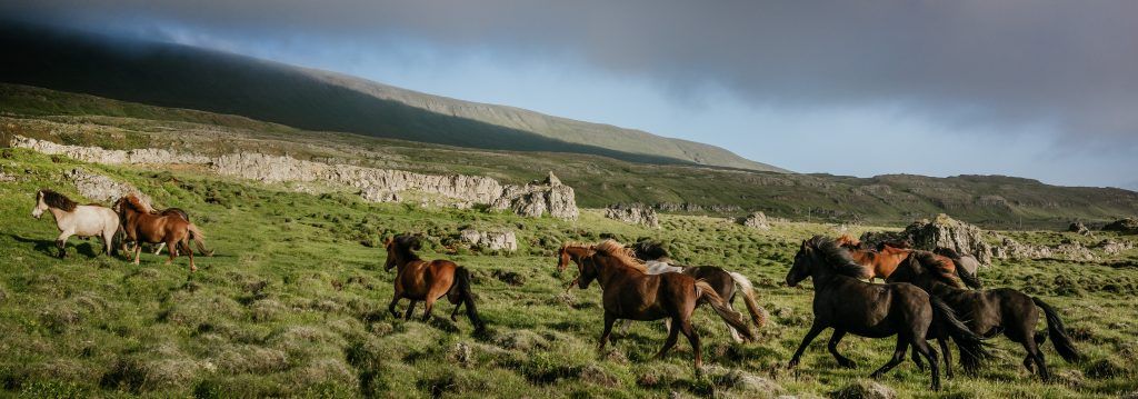 Historia del origen del caballo de las montañas rocosas