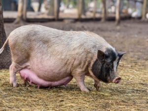 Cât timp merge un porc însărcinat