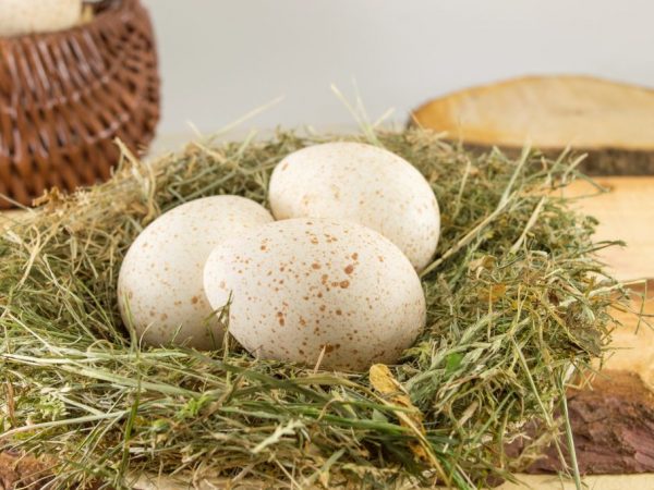 Vlastnosti produkce krůtových vajec