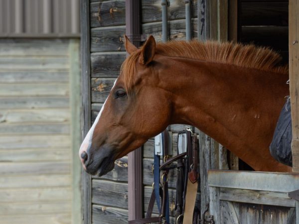 Home living conditions have a beneficial effect on the life span of a horse.