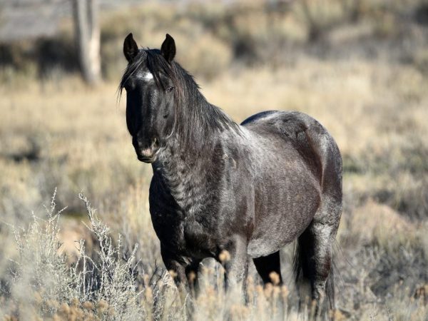 A wild horse has to survive in a harsh climate