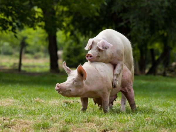 Accouplement et chasse de porcs