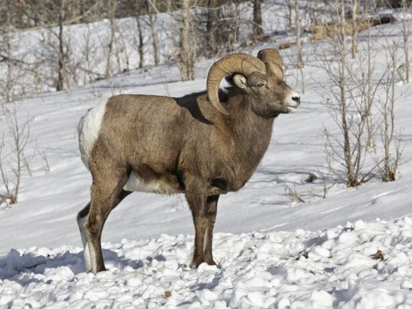 Description du mouton Bighorn