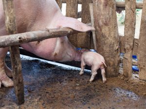 Maintenance and care of pigs