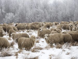 Winter schapen zorg