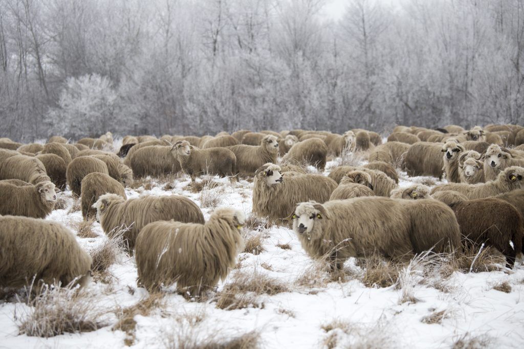 Winter sheep care