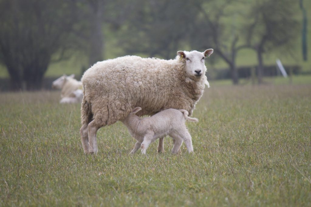 Una oveja lactante necesita cuidados especiales