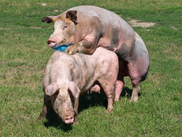 Schweinepaarungsprozess