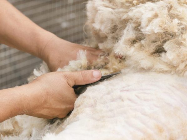 Sheep and ram shearing