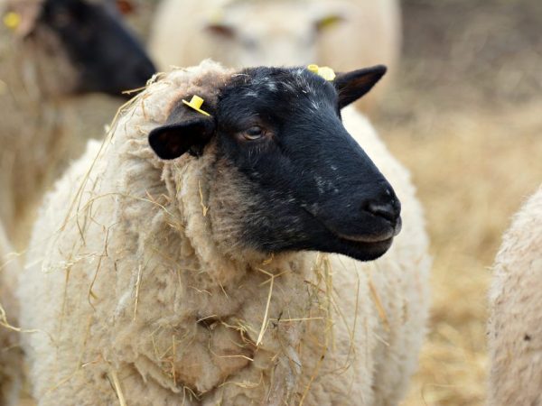 Kenmerken van Suffolk-schapen