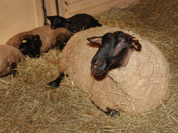 Breeding Suffolk sheep is a profitable business