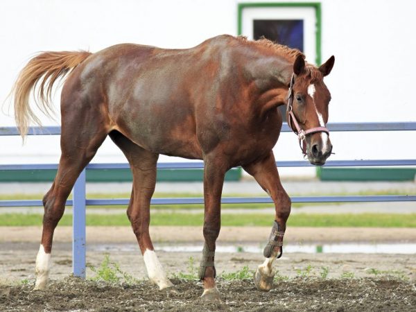 Characteristics of the Trakehner breed of horses