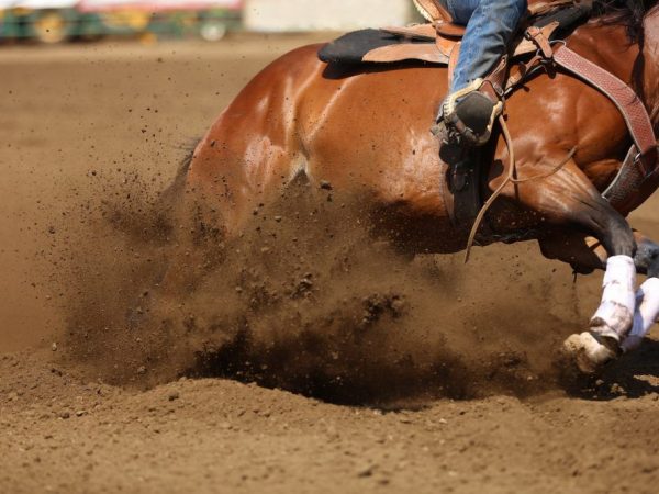  Konj Trakehner idealan je za bilo koji konjički sport