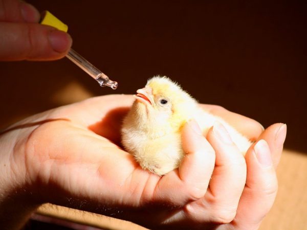 Förebyggande och behandling av kycklingar