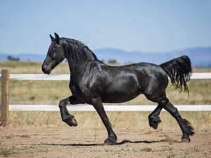 Μαύρο άλογο κοστούμι