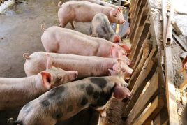 Creșterea porcilor pentru carne