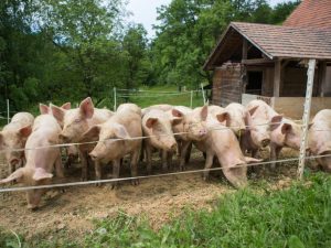 Growing pigs at home